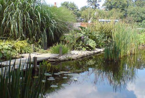 pond and planting