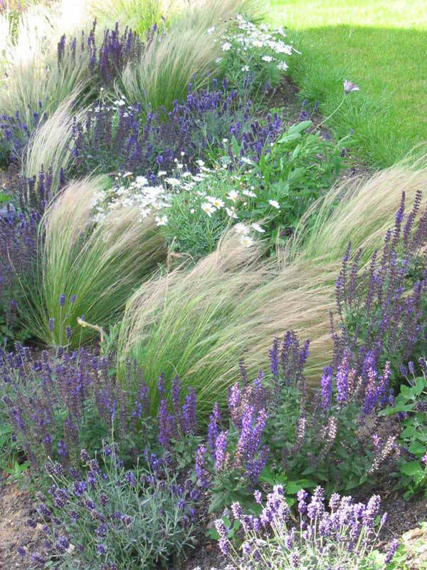 grasses