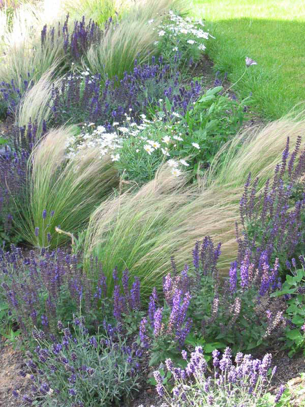 grasses