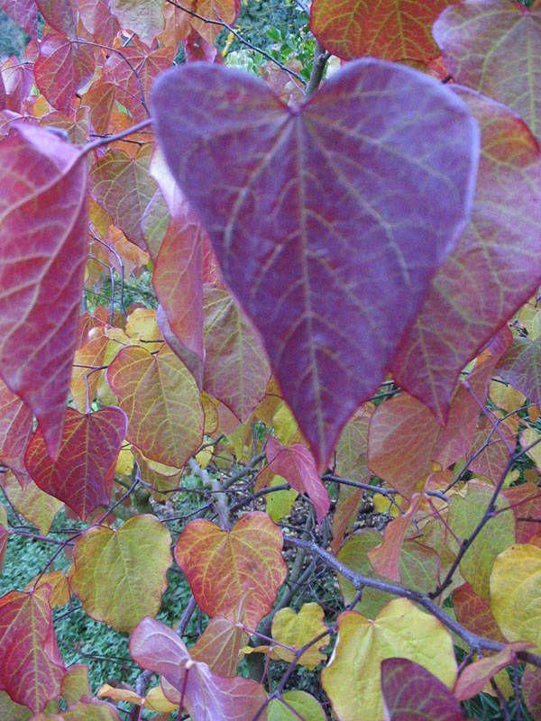 shrubs