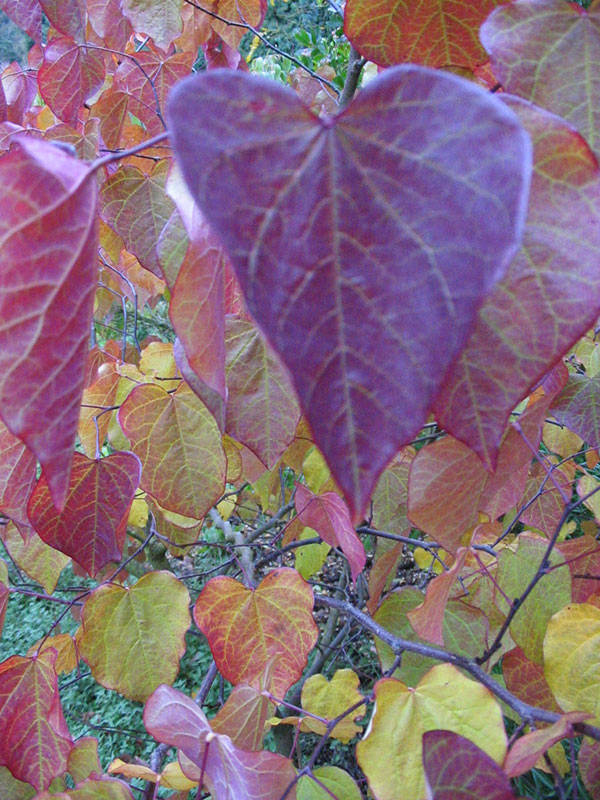 shrubs