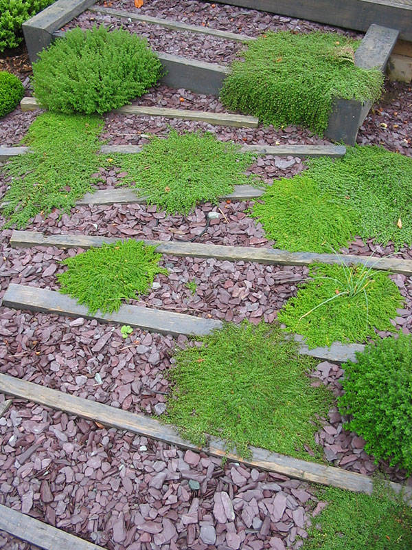 herbs