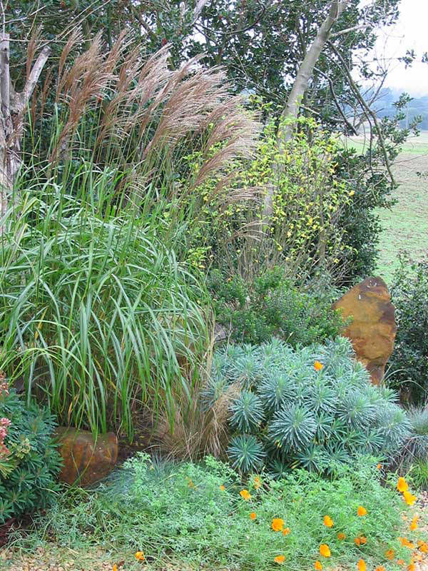 grasses