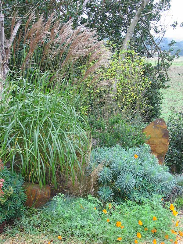 grasses