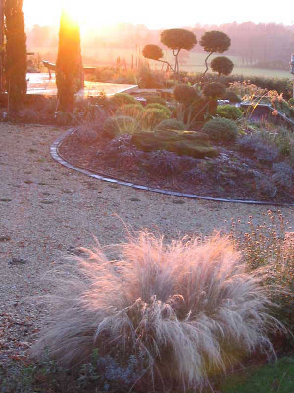 grasses