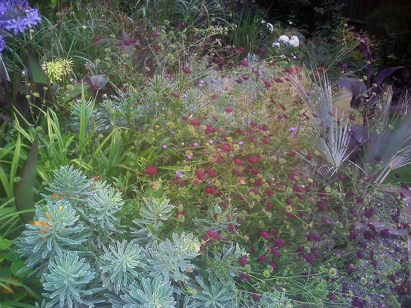 herbaceous