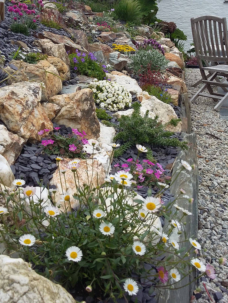coastal plants