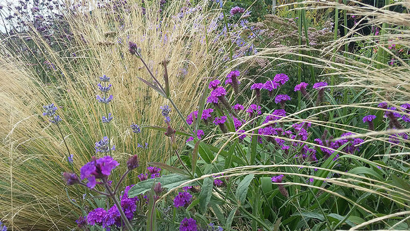 grasses