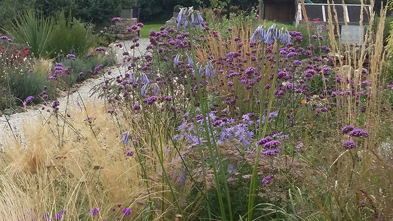 grasses