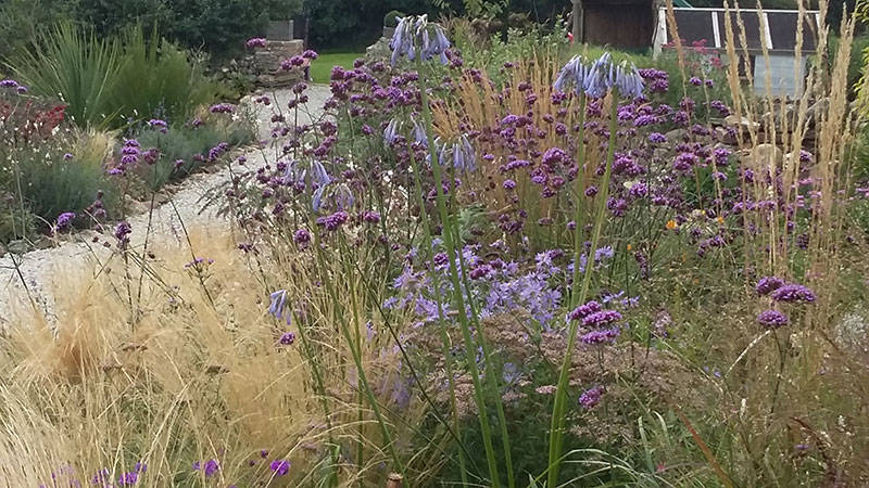 grasses