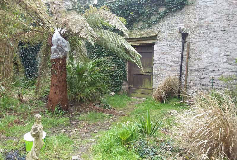 tree fern