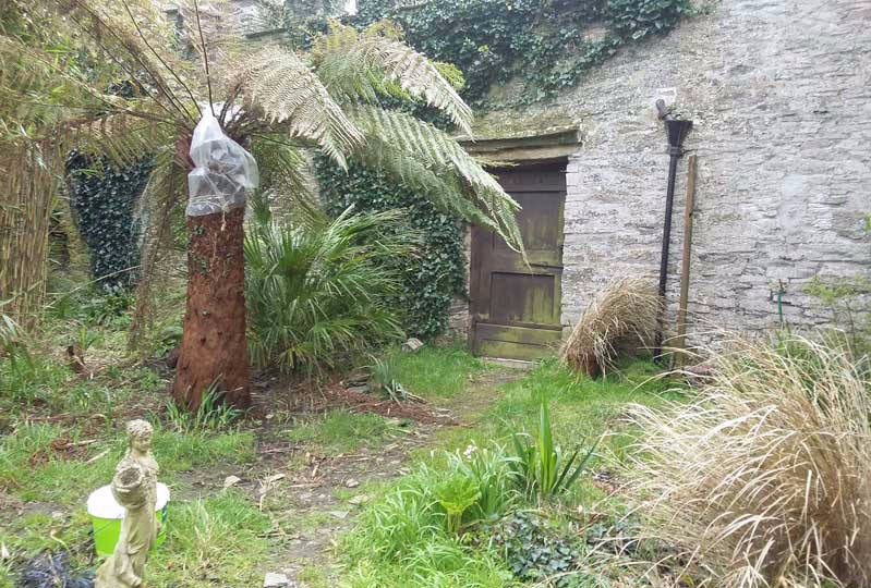 tree fern