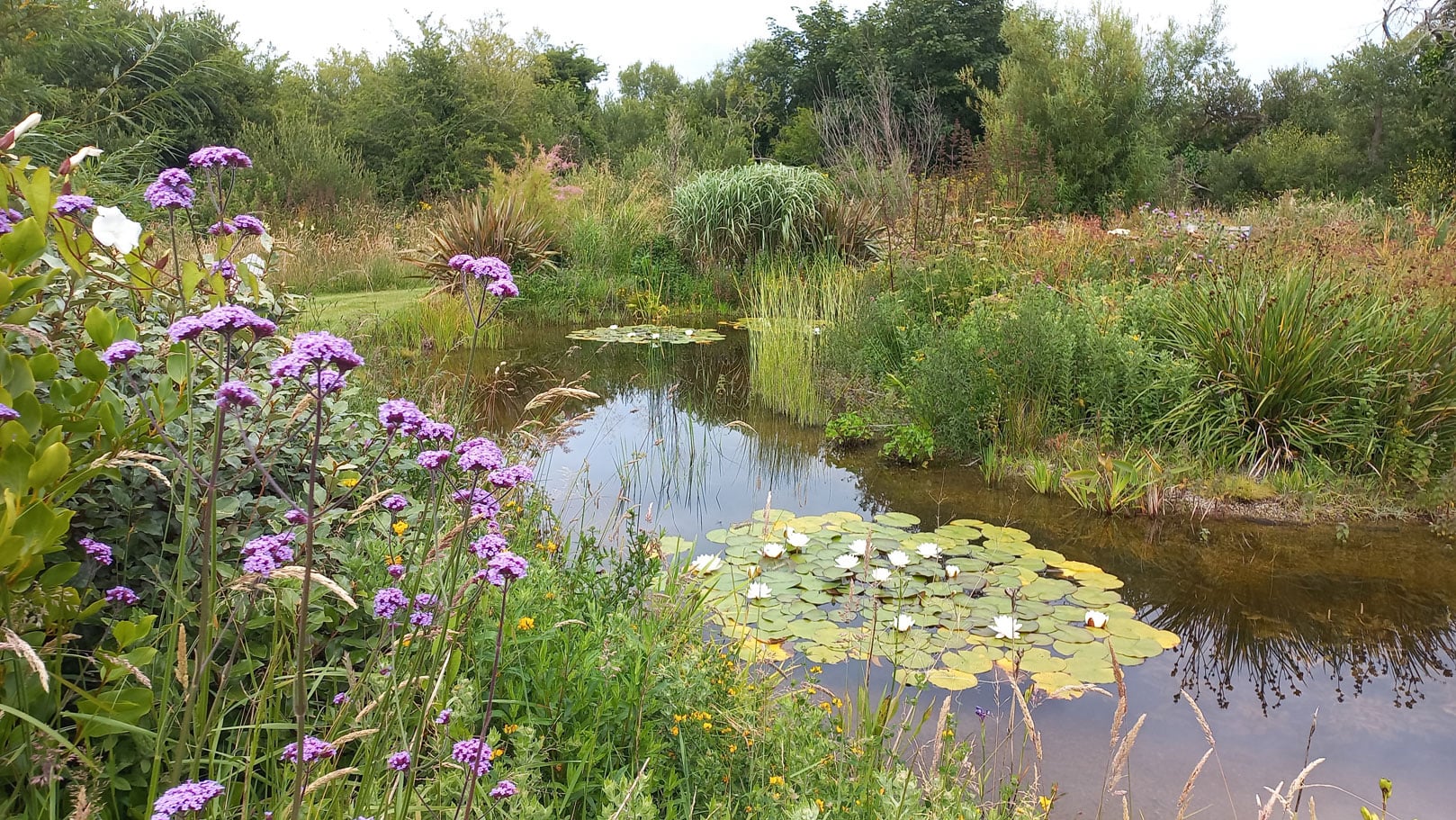 wild pond