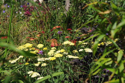 herbaceous