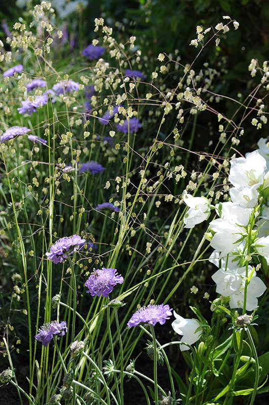 grasses