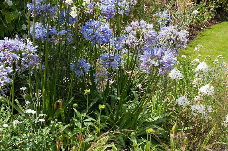 herbaceous