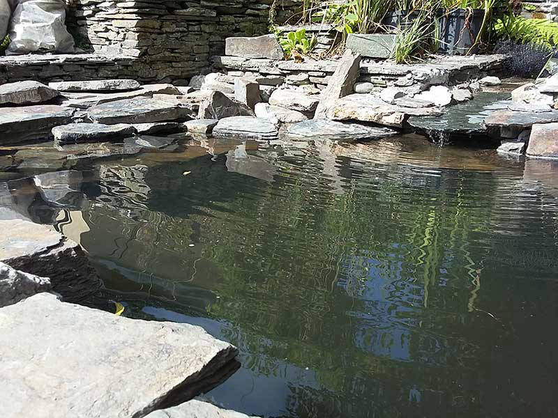 raised koi pond