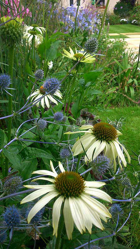 herbaceous