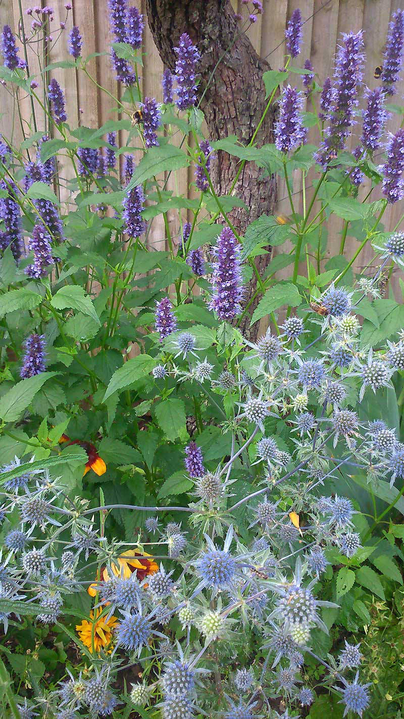 herbaceous