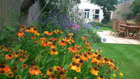 herbaceous
