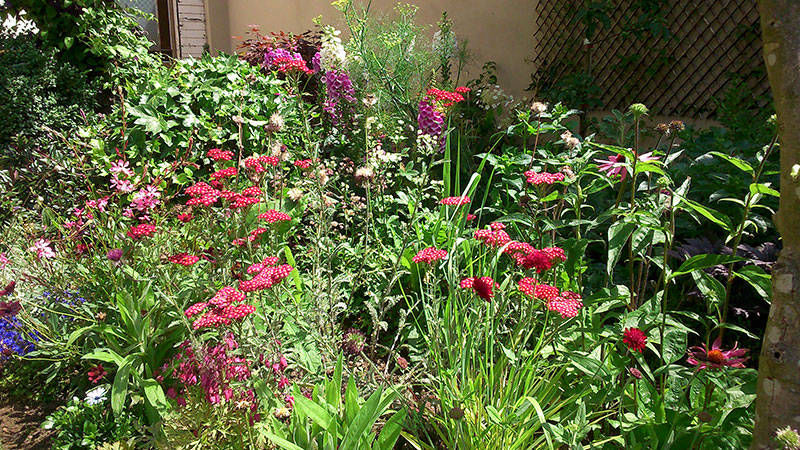 herbaceous