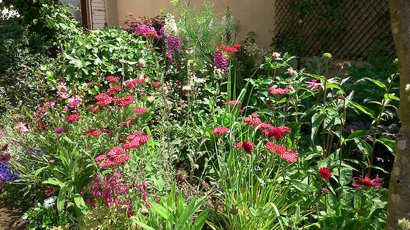 herbaceous