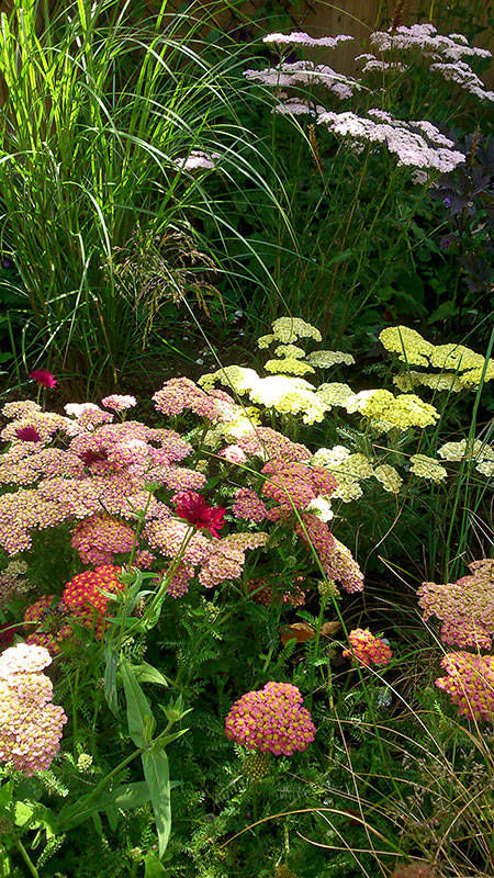 herbaceous