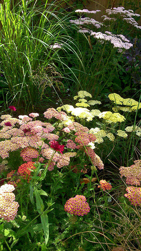herbaceous