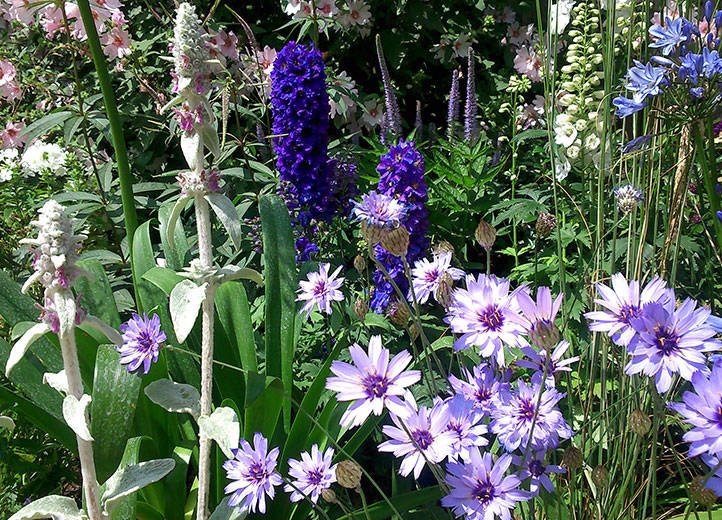 herbaceous