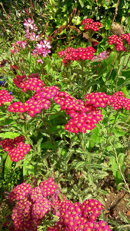 herbaceous