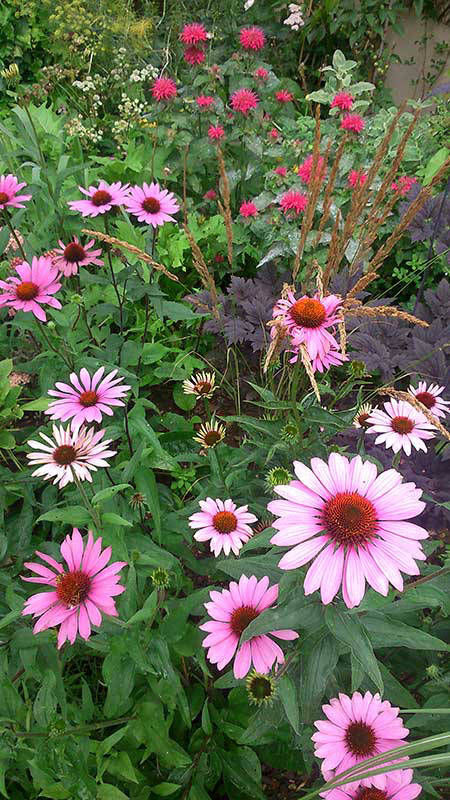 herbaceous