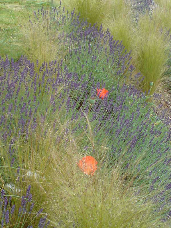 grasses