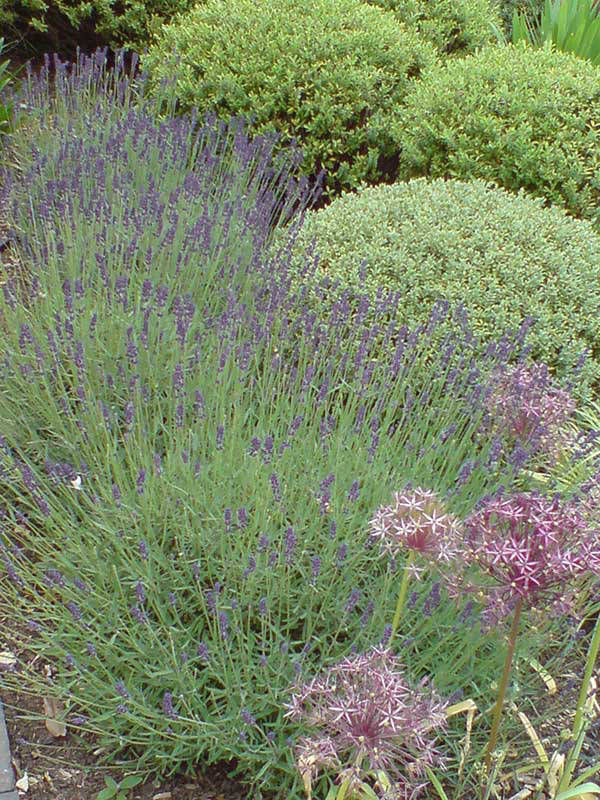 shrubs