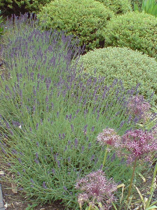 shrubs