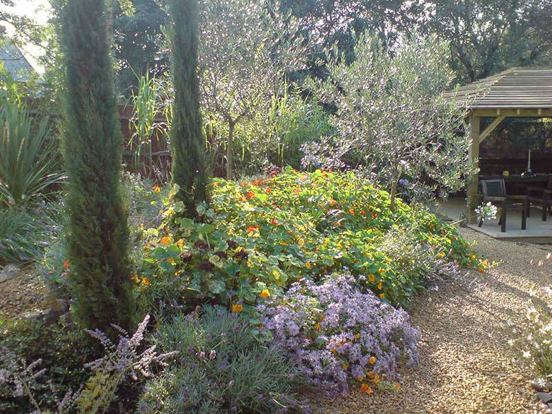 shrub