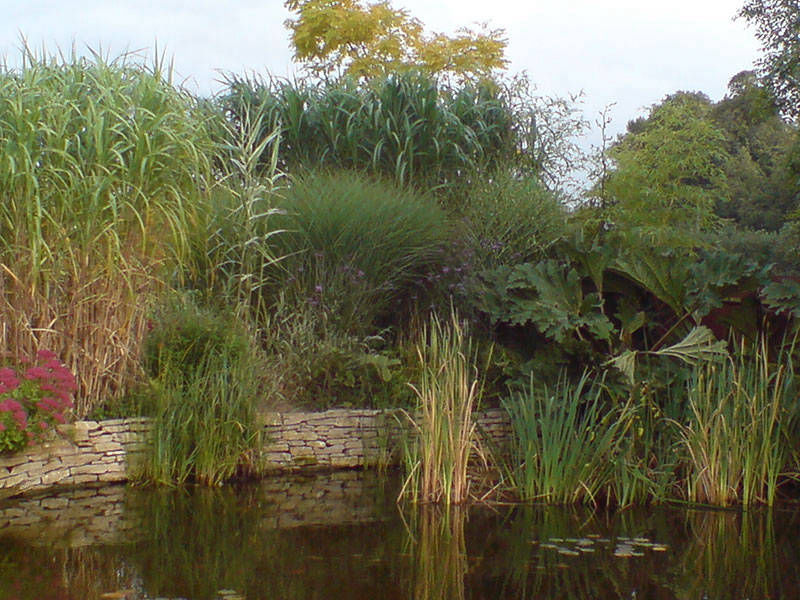 grasses