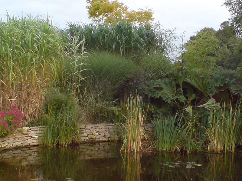 grasses