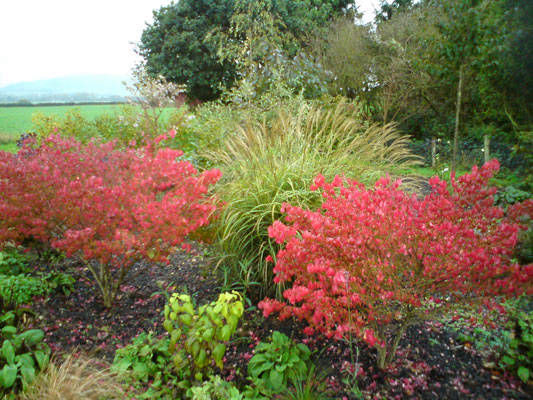 shrubs