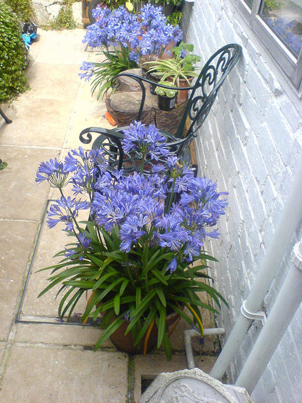 herbaceous
