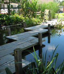 pond walk