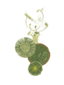 armillary and garden layout