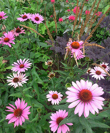 herbaceous
