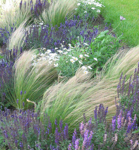 grasses