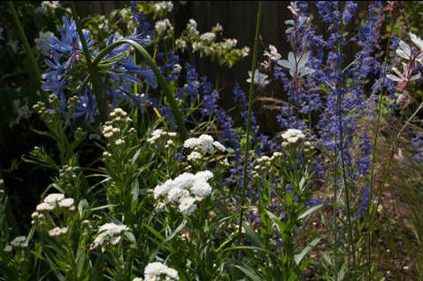 herbaceous