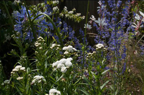 herbaceous