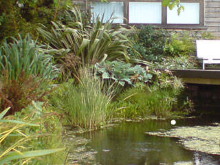 pond